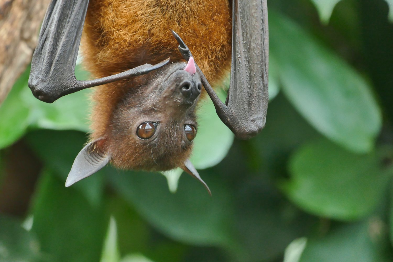 A flying fox proves that bats are adorable.